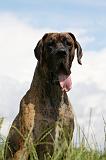 DOGUE ALLEMAND 382